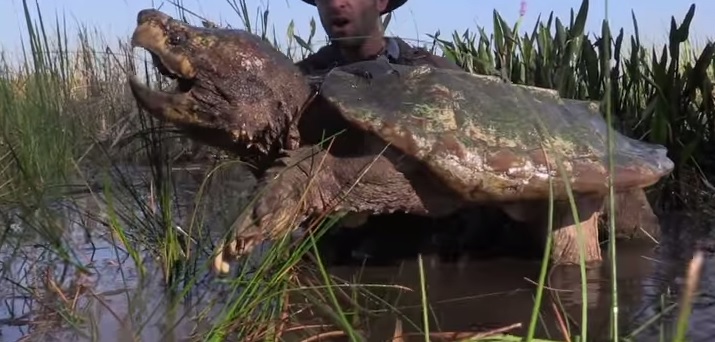Cuidado de la tortuga mordedora de cocodrilo