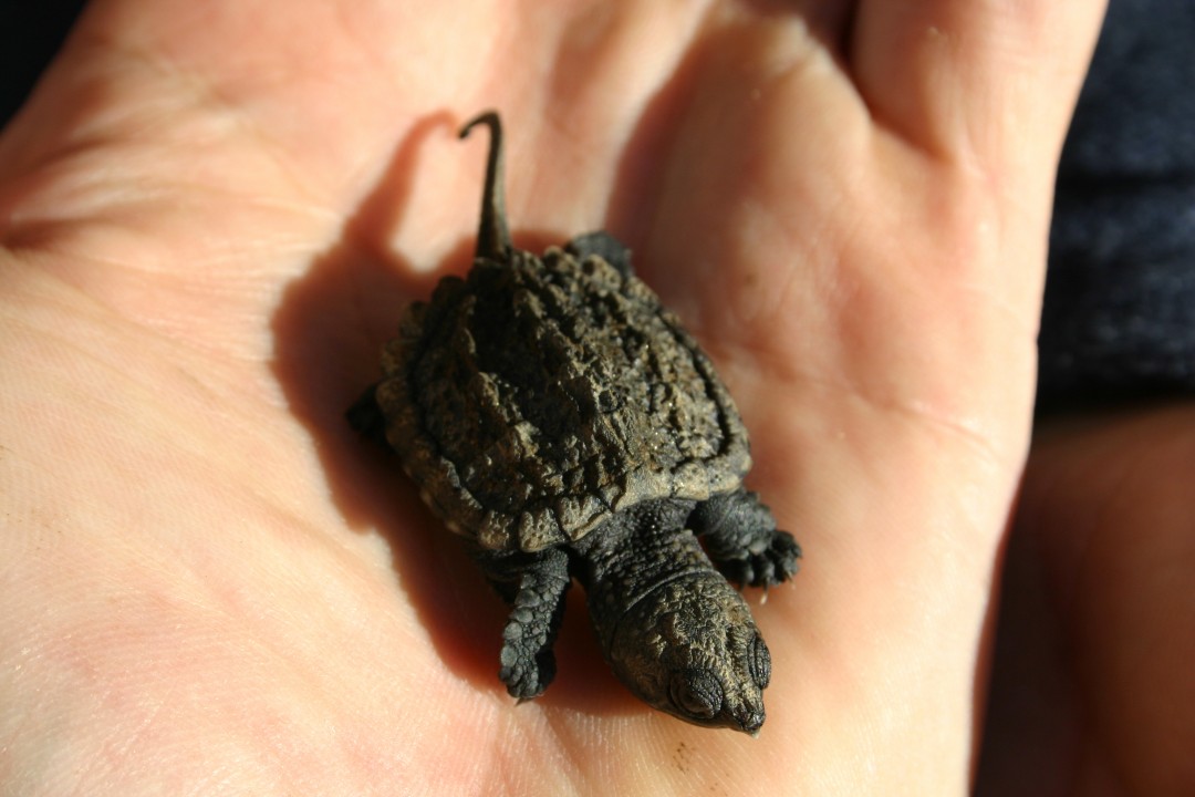 buy miniature turtles