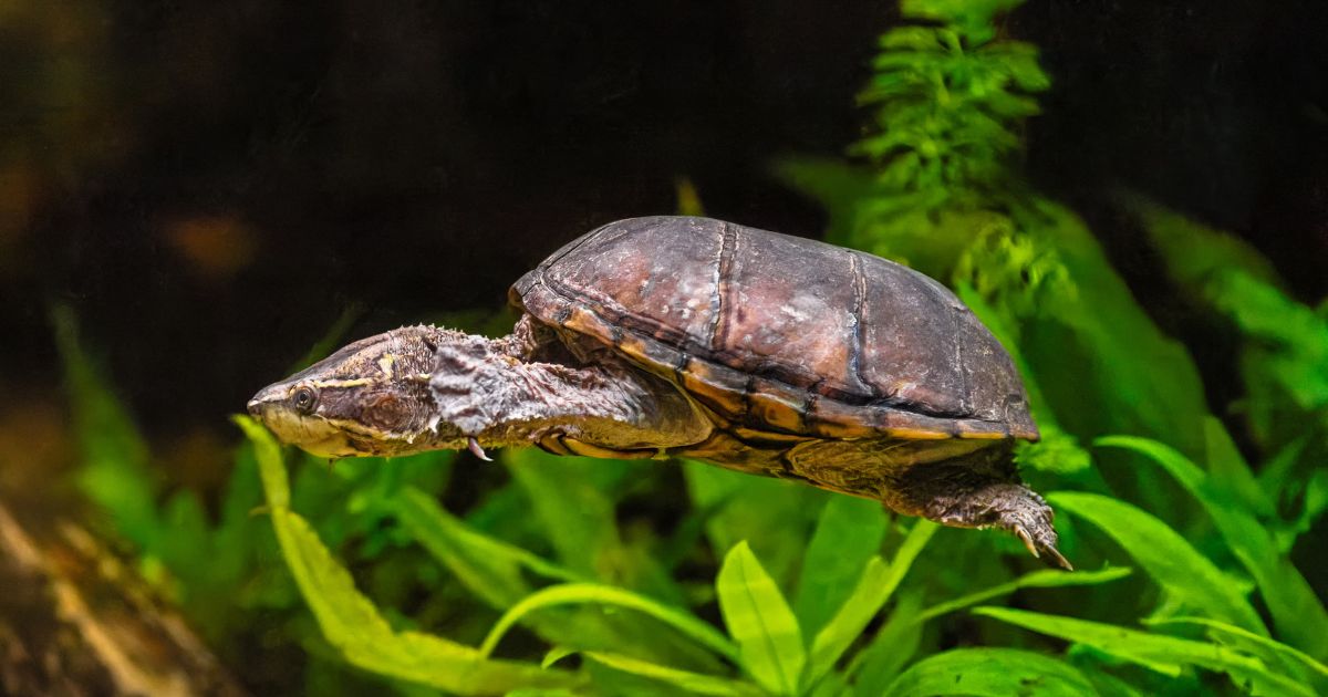 Are Musk Turtles Nocturnal  