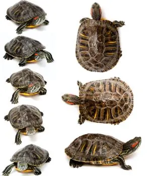How Long Does It Take for a Turtle to Grow  
