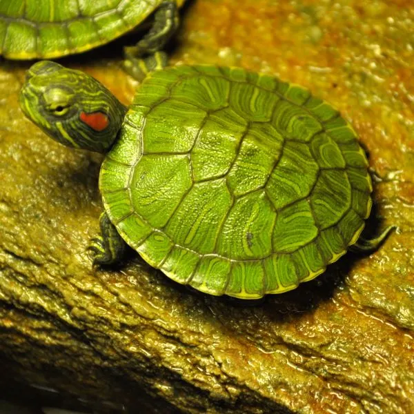 Tiny Turtles are Very Tiny 