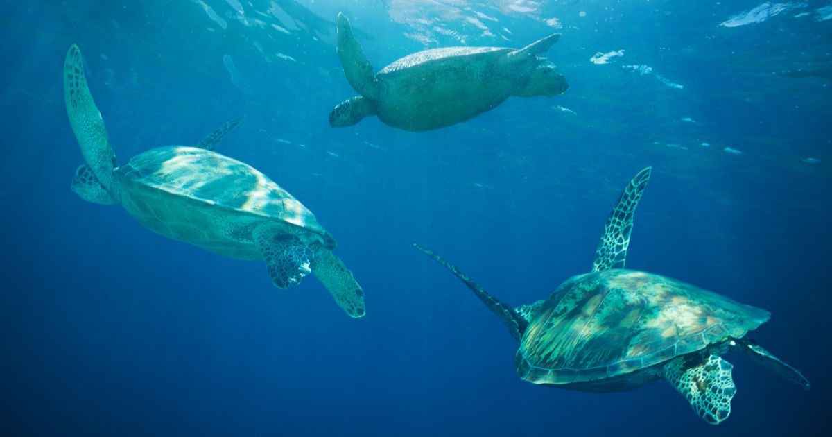 sea turtle migration journey