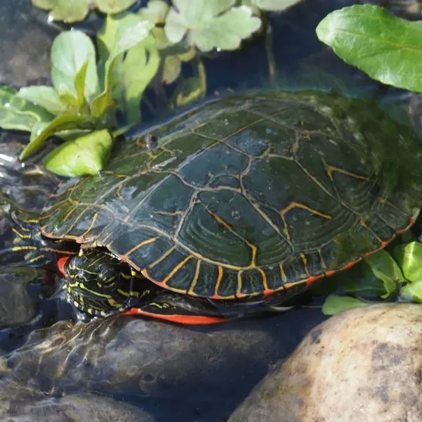 Look out below, tiny turtles may be underfoot